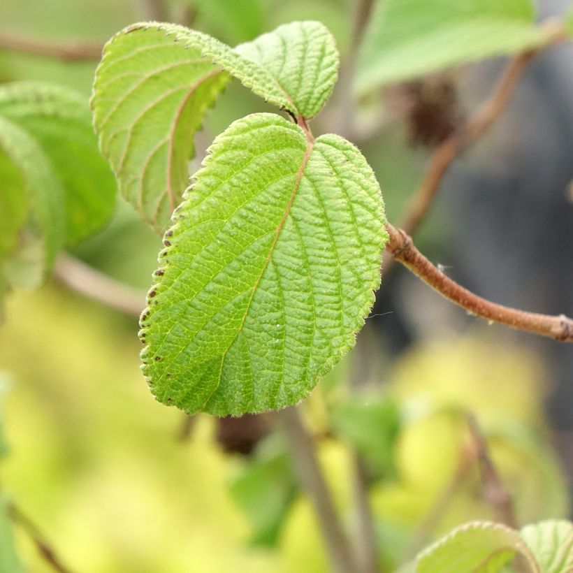 Viburnum plicatum Tomentosum (Foliage)
