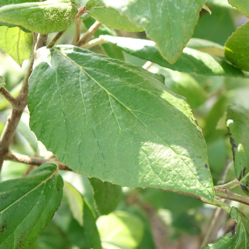 Viburnum burkwoodii Mohawk (Foliage)