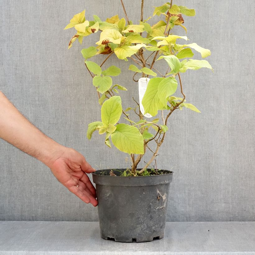 Viburnum lantana Aureum - Wayfaring tree 4L/5L pot sample as delivered in summer