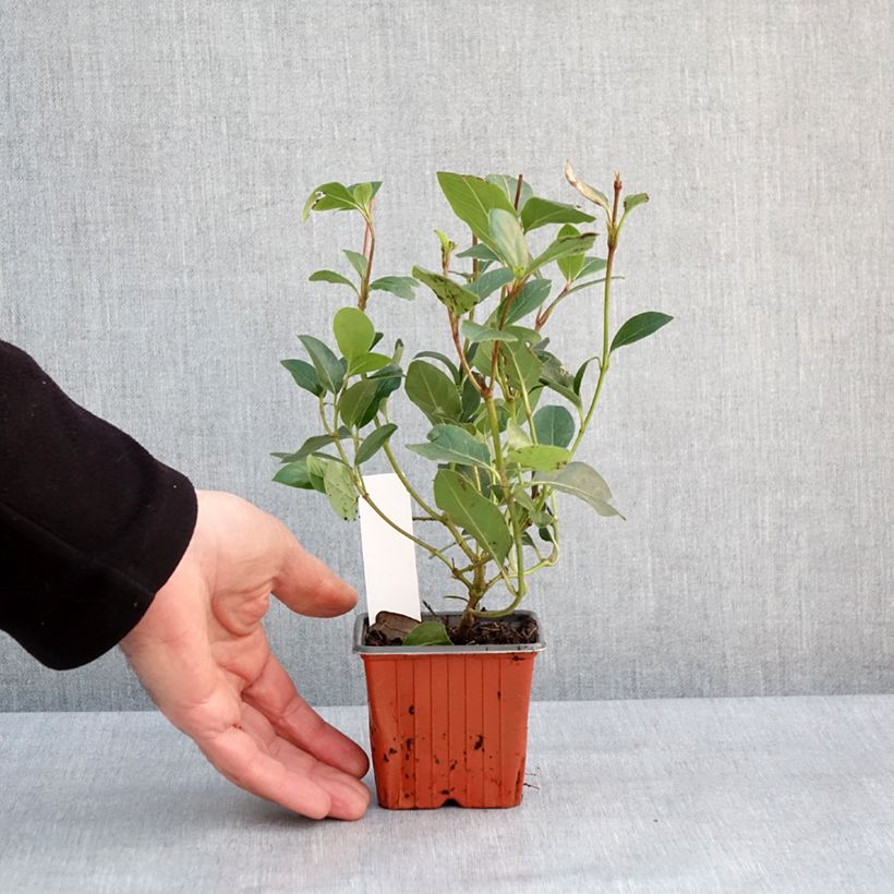 Viburnum tinus Gwenllian 8/9 cm pot sample as delivered in winter