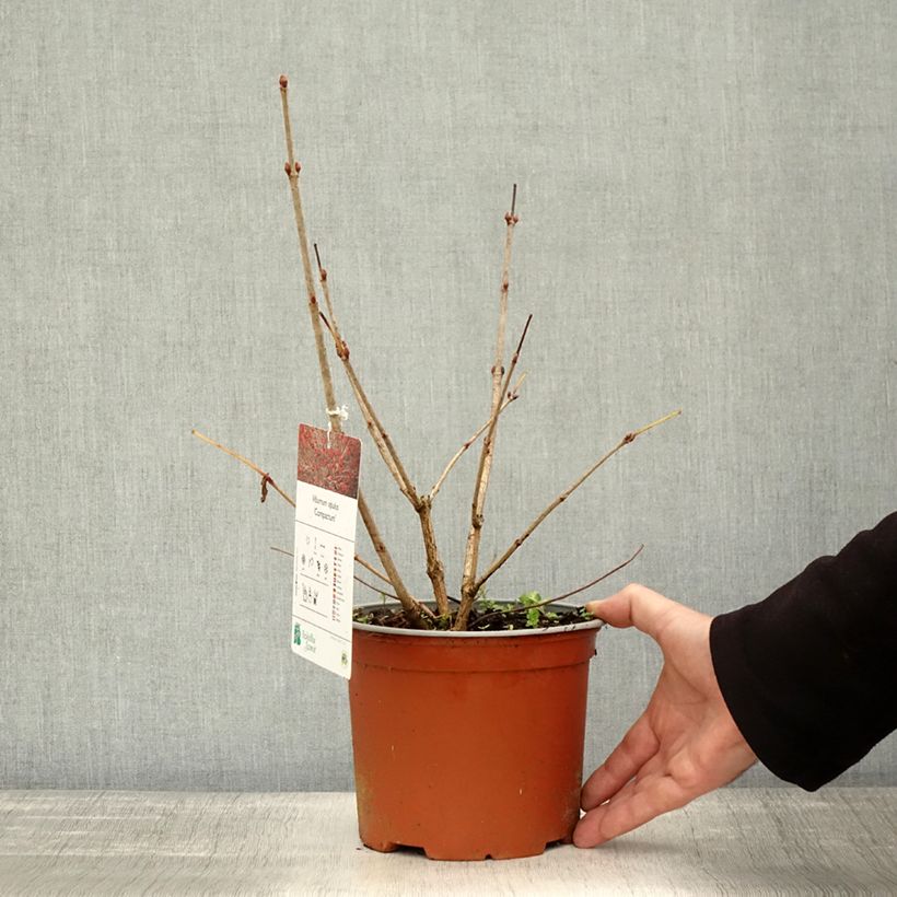 Viburnum opulus Compactum 3L/4L pot sample as delivered in autumn
