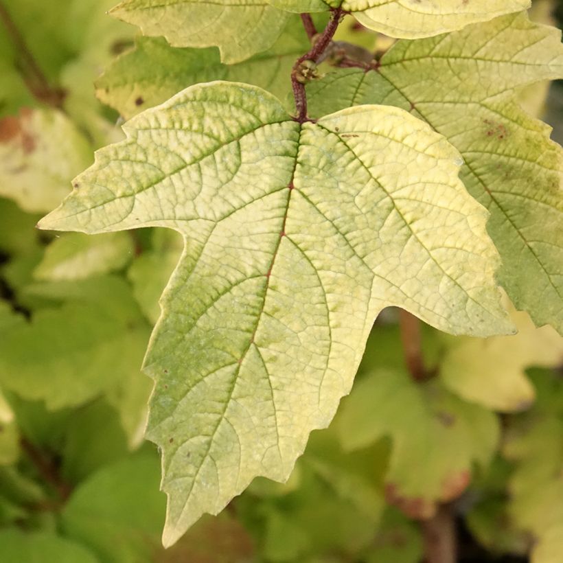 Viburnum opulus Oh Canada - Guelder Rose (Foliage)