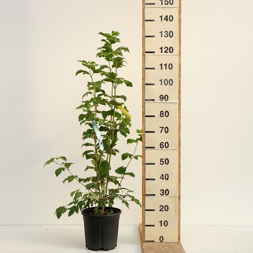 Guelder rose - Viburnum opulus 7.5L/10L pot sample as delivered in summer