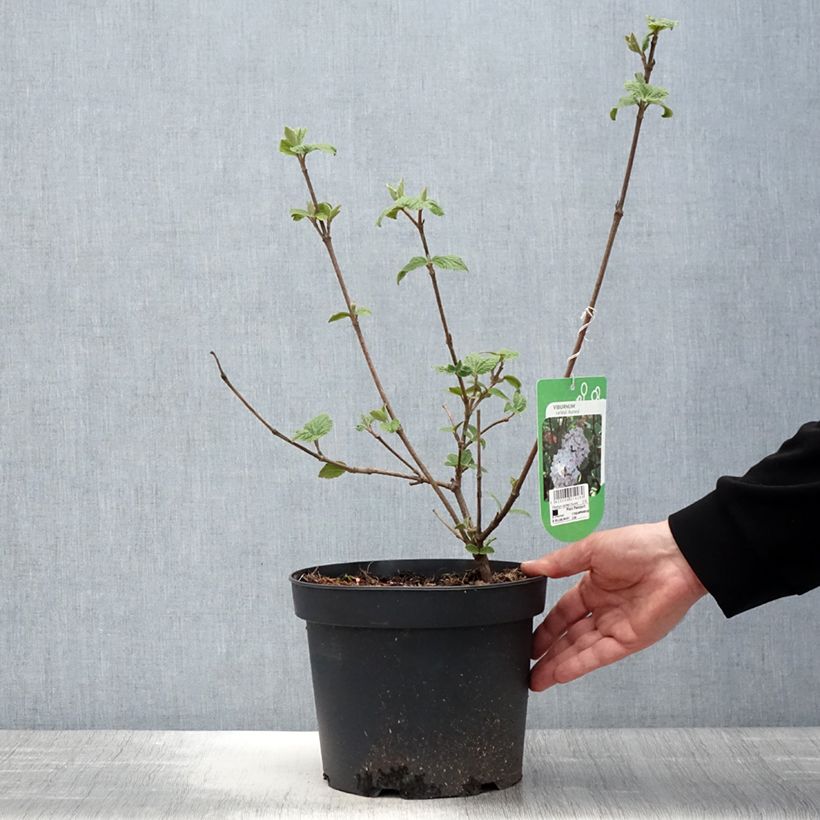 Viburnum carlesii Aurora 3L/4L potShipped height around 40/60cm sample as delivered in spring