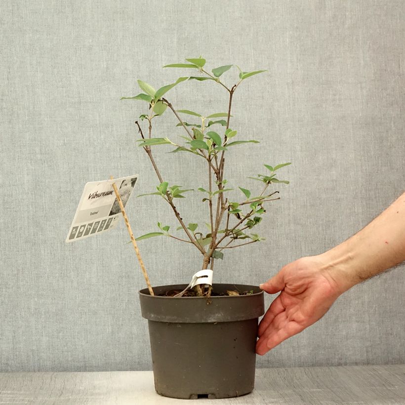 Viburnum  utile Eskimo 4L/5L pot sample as delivered in summer