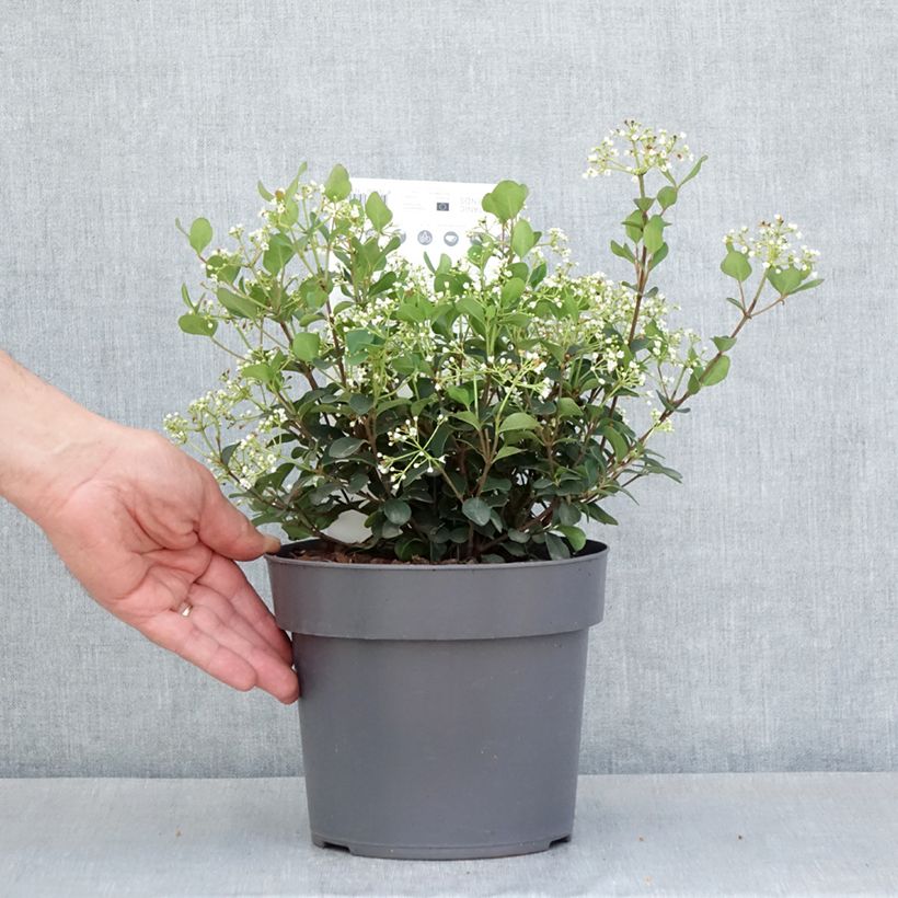 Viburnum x tinus Fairy Stars® - Laurustinus 3L/4L potShipped height around 30/35cm sample as delivered in spring