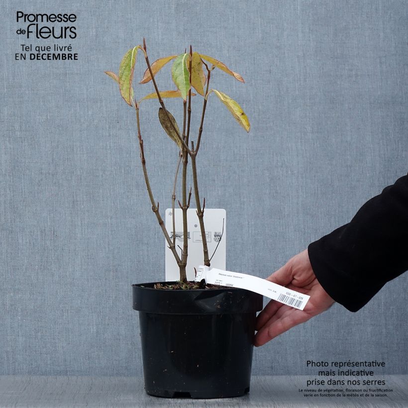 Viburnum nudum Brandywine 2L/3L pot sample as delivered in autumn
