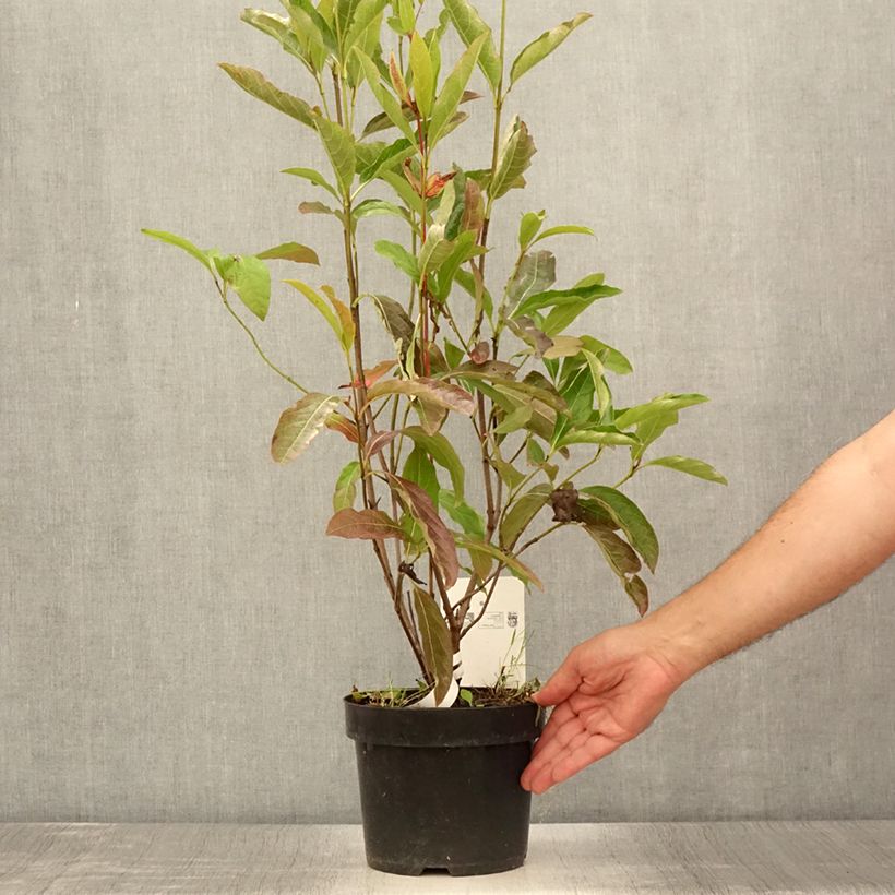 Viburnum nudum Brandywine 2L/3L potShipped height around 40/50cm sample as delivered in summer