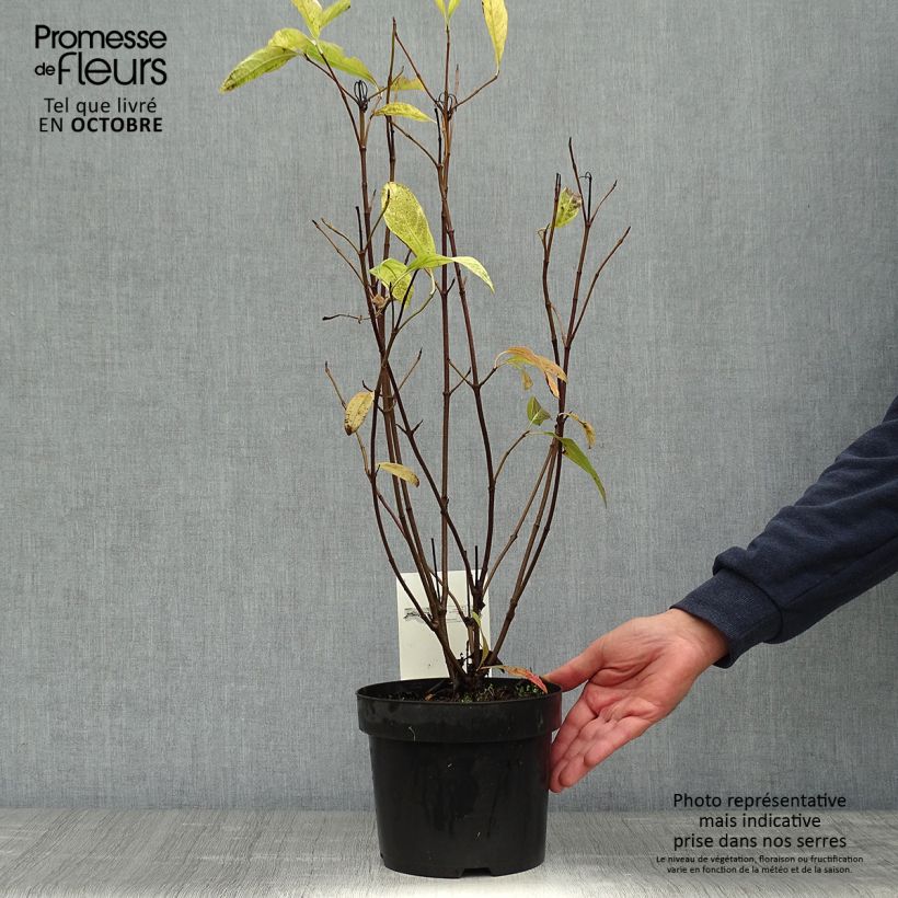 Viburnum nudum Pink Beauty 3L/4L pot sample as delivered in autumn