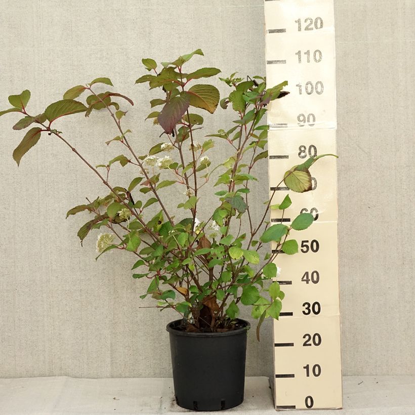 Viburnum plicatum Grandiflorum Noble 7.5L/10L pot sample as delivered in autumn
