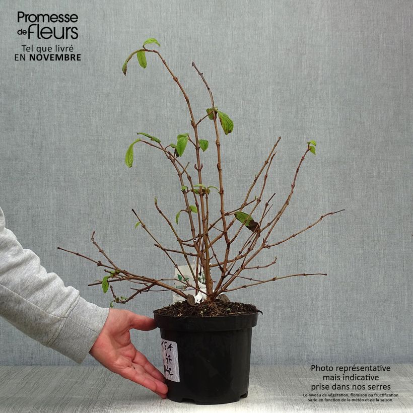 Viorne - Viburnum plicatum Kilimandjaro Pot de 2L/3L sample as delivered in autumn