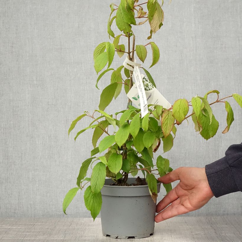 Viburnum plicatum Kilimanjaro 2L/3L potShipped height around 50/60cm sample as delivered in spring