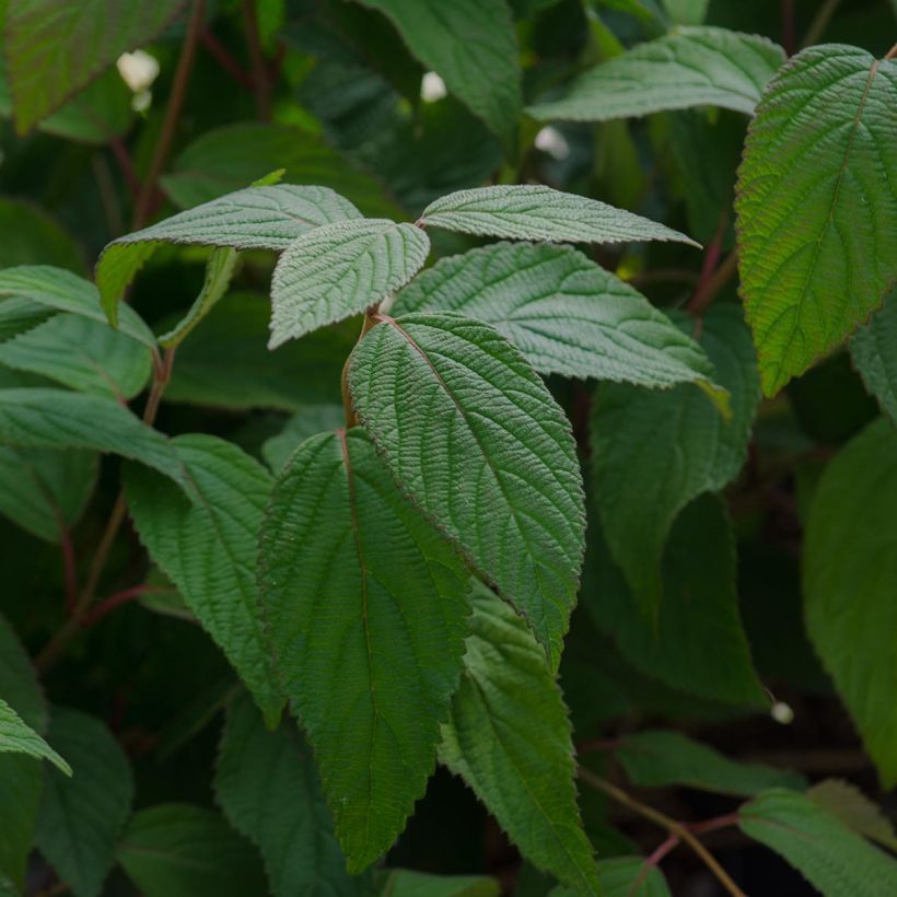 Viburnum plicatum Lanarth (Foliage)