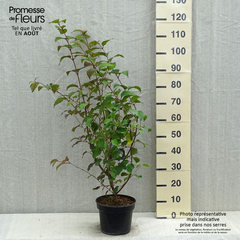 Viburnum plicatum Opening Day 3L/4L pot sample as delivered in summer