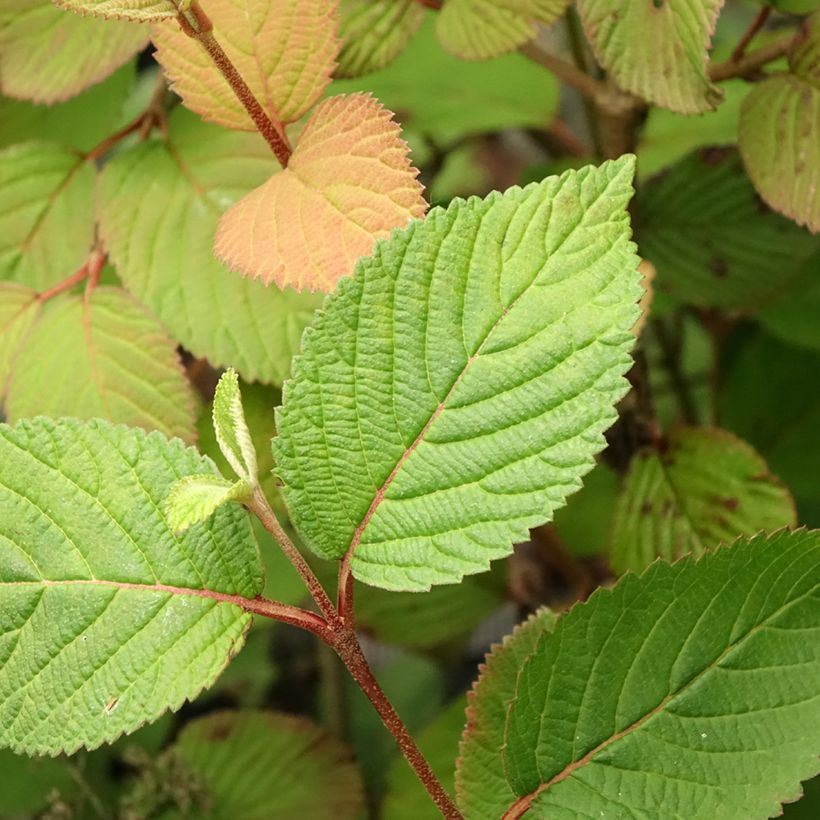 Viburnum plicatum Opening Day (Foliage)