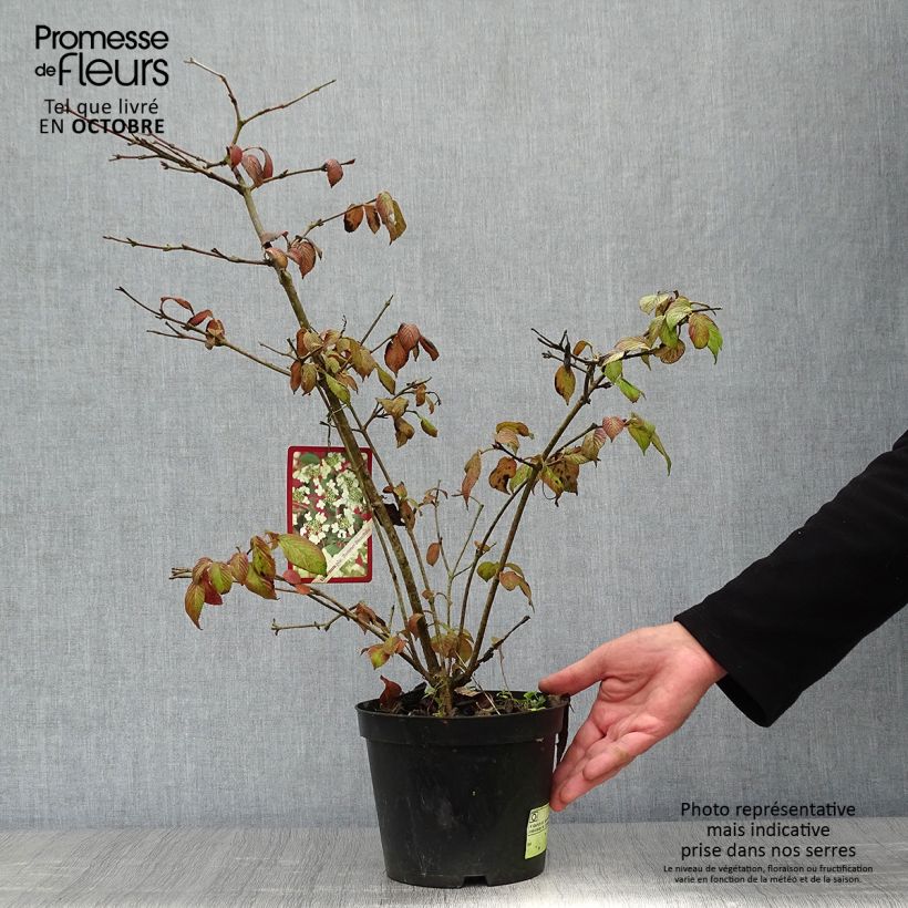 Viorne - Viburnum plicatum Summer Snow Flake en pot de 3L sample as delivered in autumn