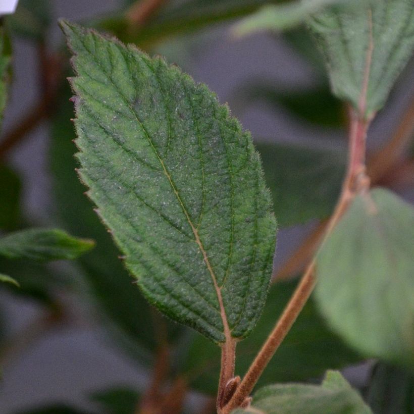 Viburnum plicatum Watanabe (Foliage)