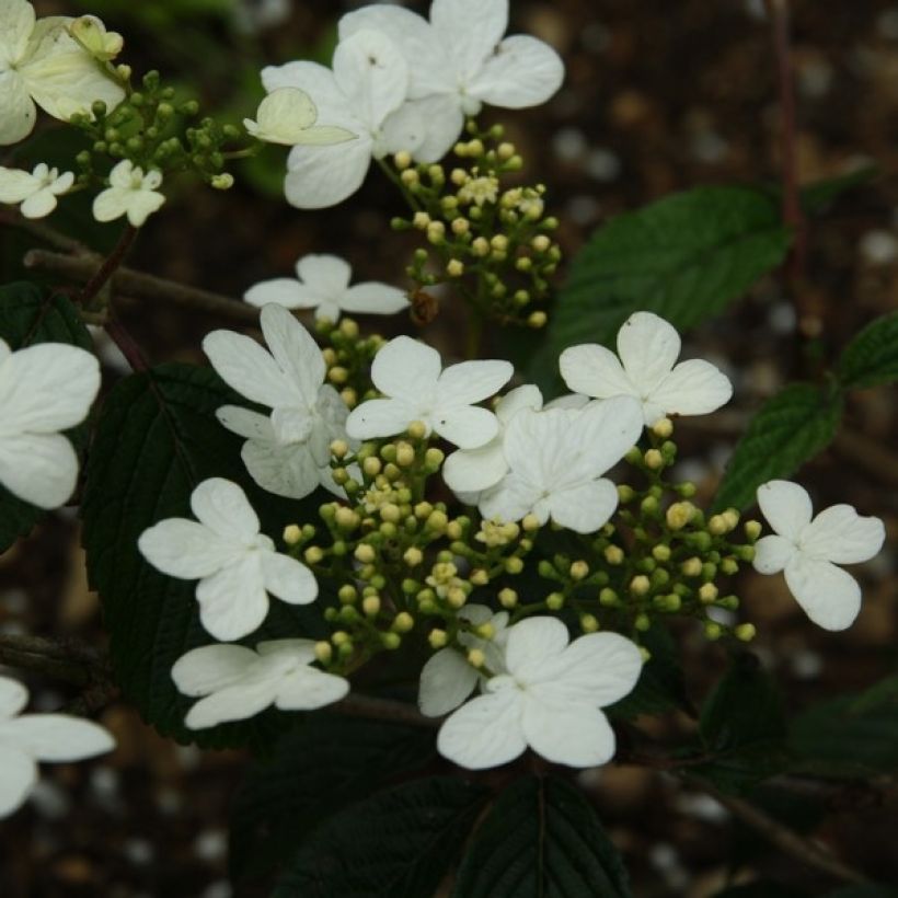 Viburnum plicatum Watanabe (Flowering)