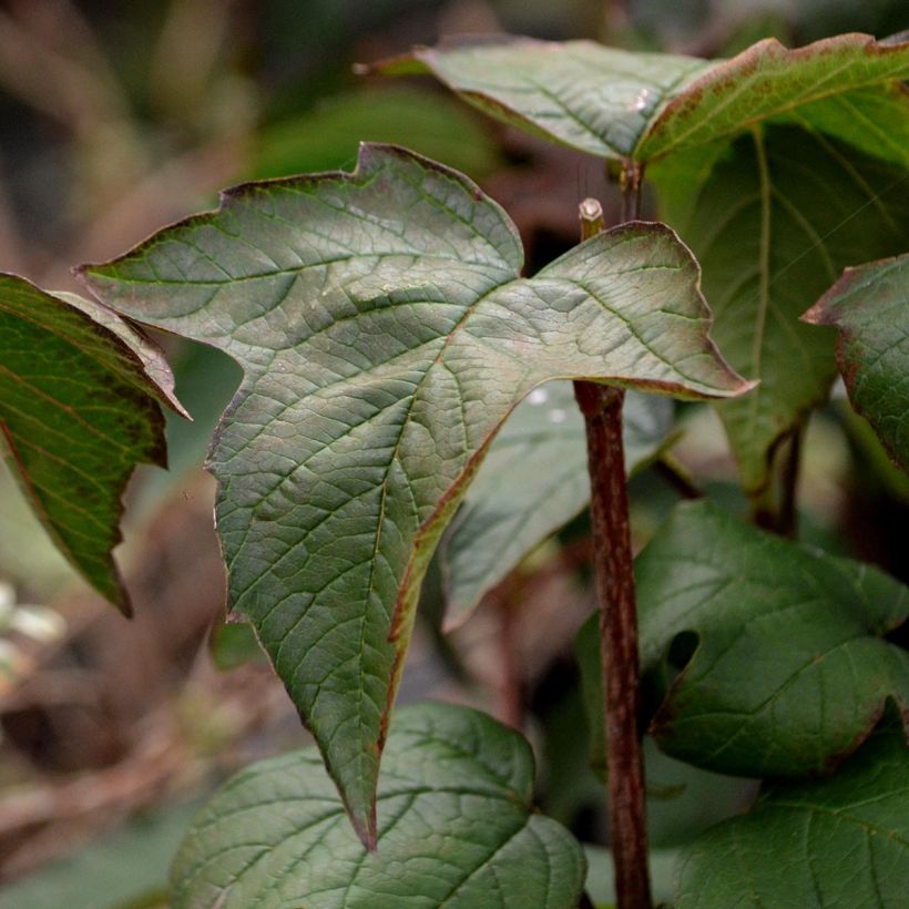Viburnum sargentii Onondaga (Foliage)