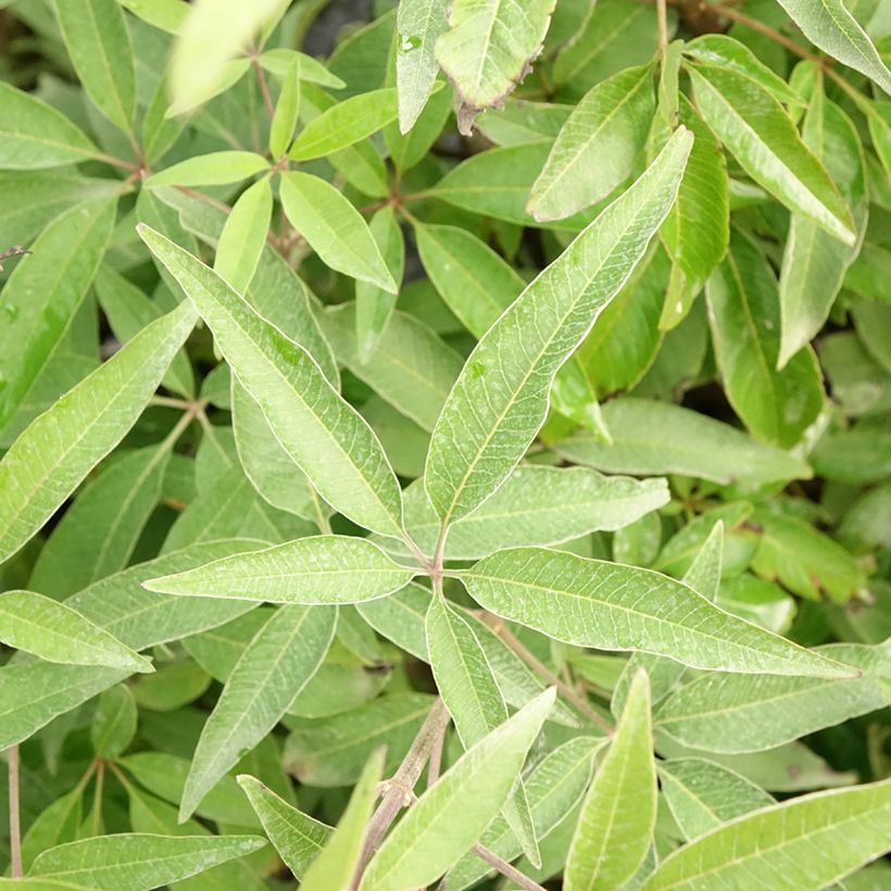 Vitex agnus-castus Blue Didley - Chaste Tree (Foliage)