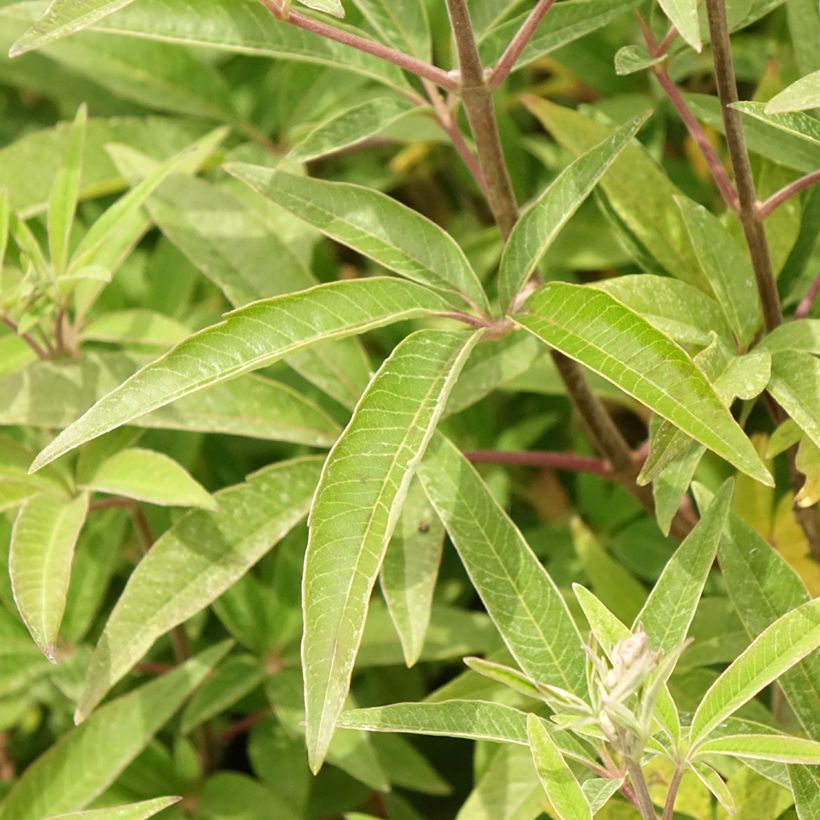 Vitex agnus-castus Galactic Pink - Chaste Tree (Foliage)