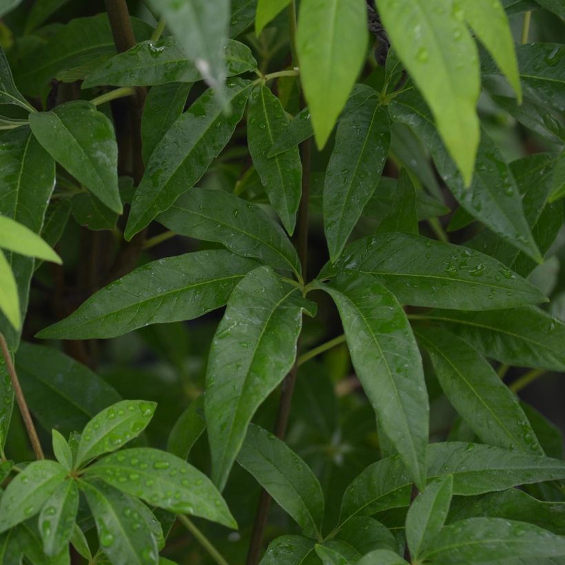 Vitex agnus-castus f. latifolia - Chaste Tree (Foliage)