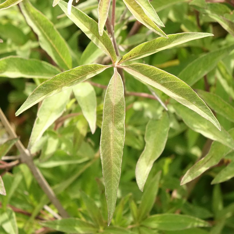 Vitex agnus-castus Pink Pinnacle - Chaste Tree (Foliage)