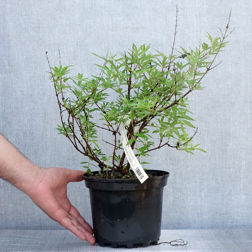 Vitex agnus-castus Santamaria - Chaste Tree 3L/4L pot sample as delivered in summer