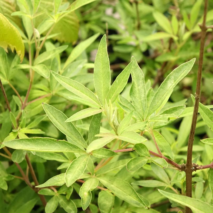 Vitex agnus-castus Santamaria - Chaste Tree (Foliage)