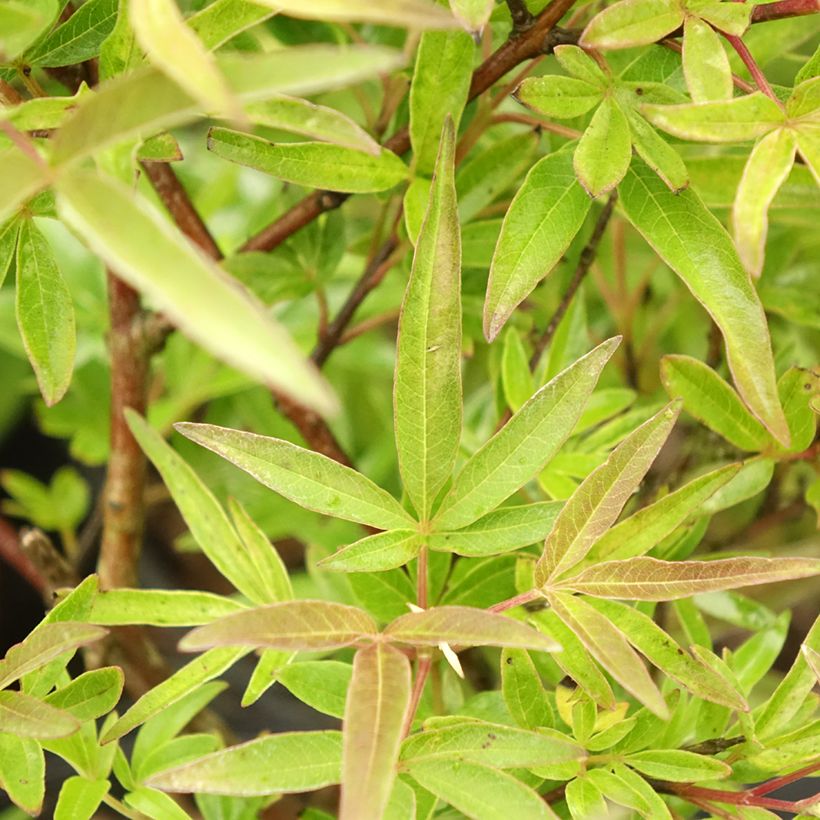 Vitex agnus-castus Chicagoland Blues - Chaste Tree (Foliage)