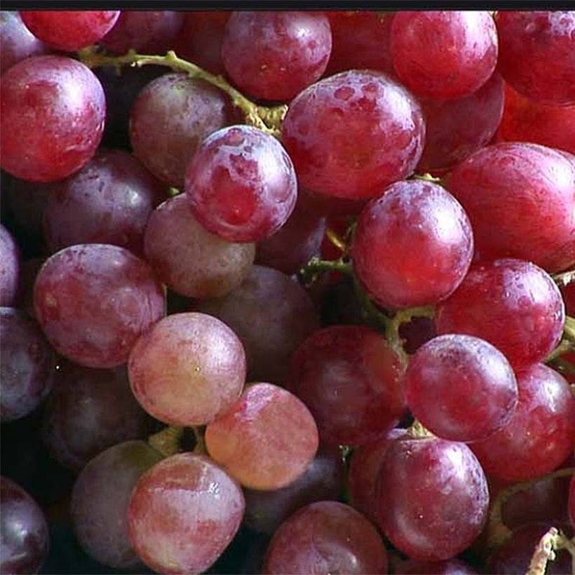 Vitis vinifera Argentina - dessert grape (Harvest)