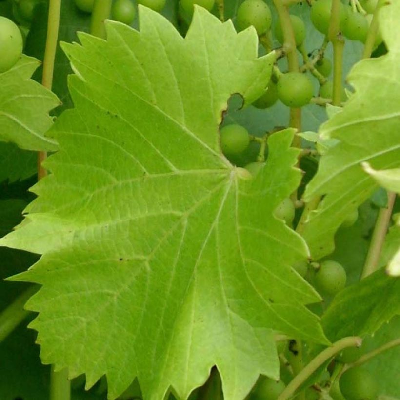 Vitis Fragola Bianca - Strawberry vine (Foliage)