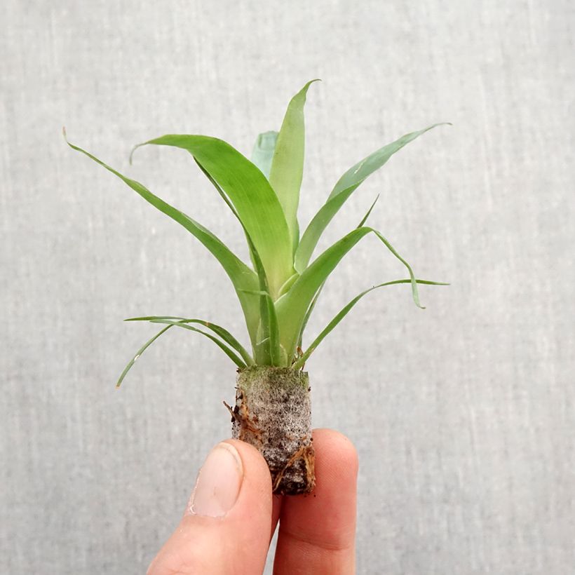 Vriesea carinata Delphinus - Vriésia Delphinus Root ball 5cm x 7cm sample as delivered in spring
