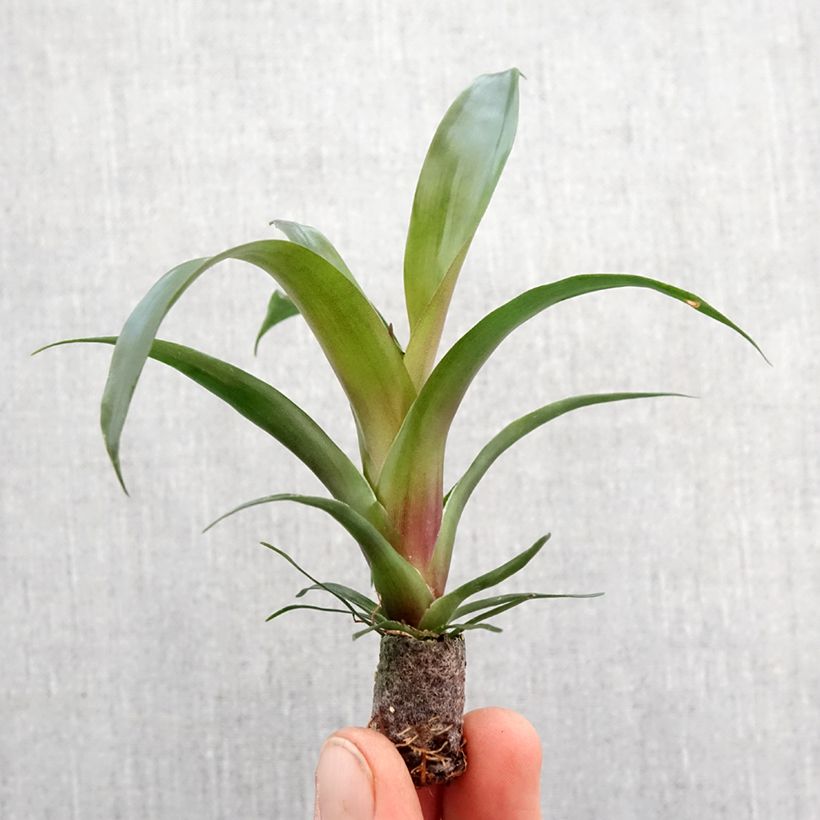 Vriesea  Ida - Vriésia Ida Root ball 5cm x 7cm sample as delivered in spring