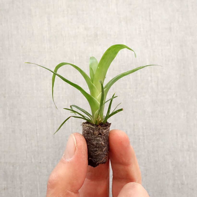 Vriesea  Kallisto - Vriésia Kallisto Root ball 5cm x 7cm sample as delivered in spring