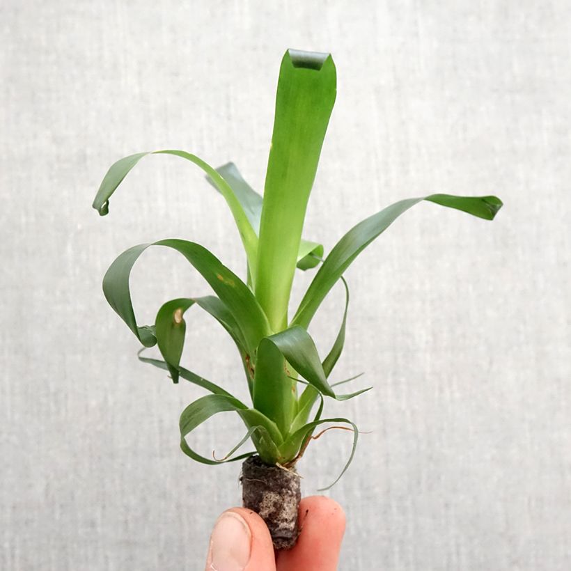 Vriesea  Vogue - Vriésia Vogue Root ball 5cm x 7cm sample as delivered in spring