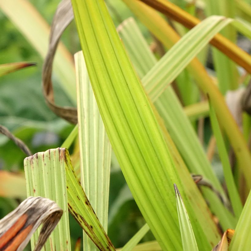 Wachendorfia thyrsiflora (Foliage)