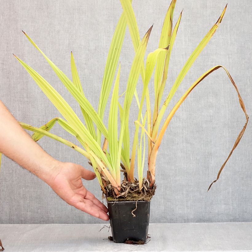 Wachendorfia thyrsiflora  10cm/11cm pot sample as delivered in summer