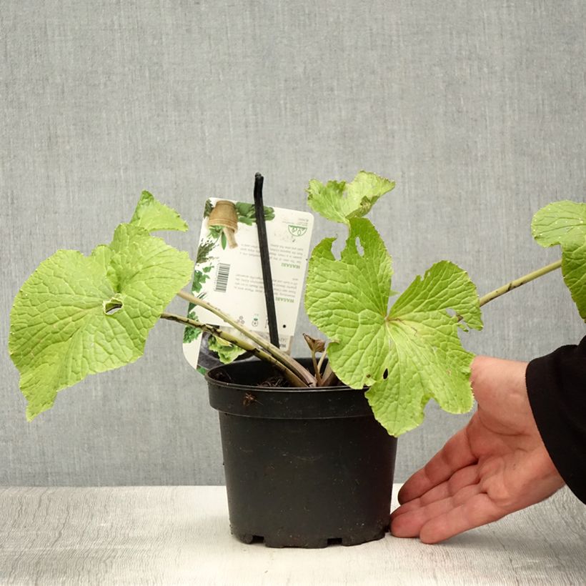 Japanese Wasabi - Eutrema japonicum 1.5L/2L pot sample as delivered in summer