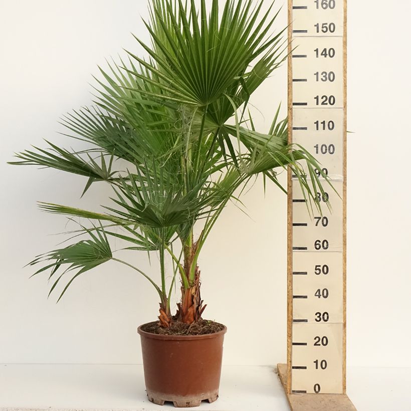 Washingtonia robusta - Mexican Fan Palm 7.5L/10L pot sample as delivered in spring