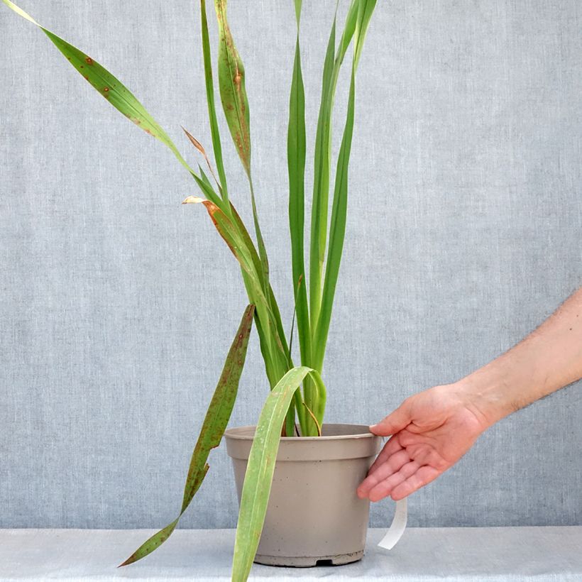 Watsonia borbonica - Cape bugle-lily 4L/5L pot sample as delivered in spring