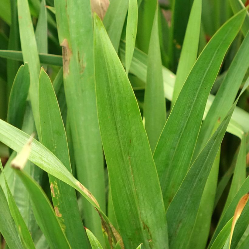 Watsonia Gigantea  (Foliage)