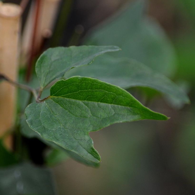 Wattakaka sinensis - Chinese Dregea (Foliage)