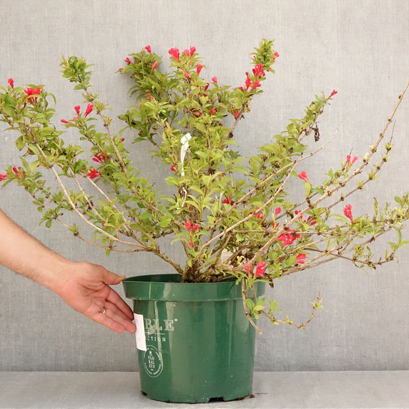 Weigela All Summer Red 7.5L/10L pot sample as delivered in summer