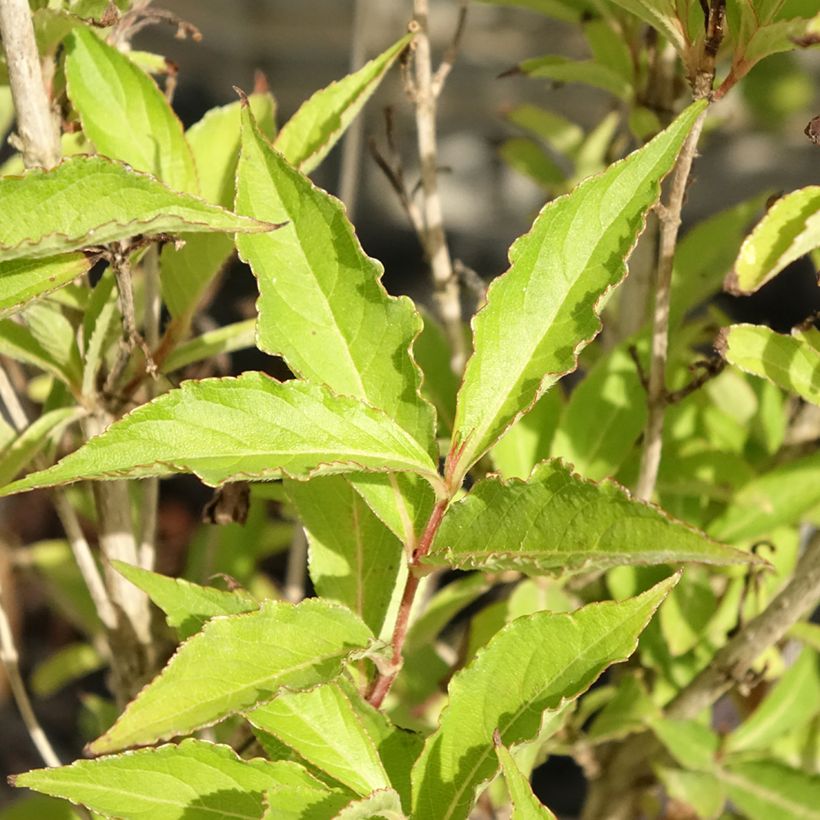 Weigela florida Big Love (Foliage)