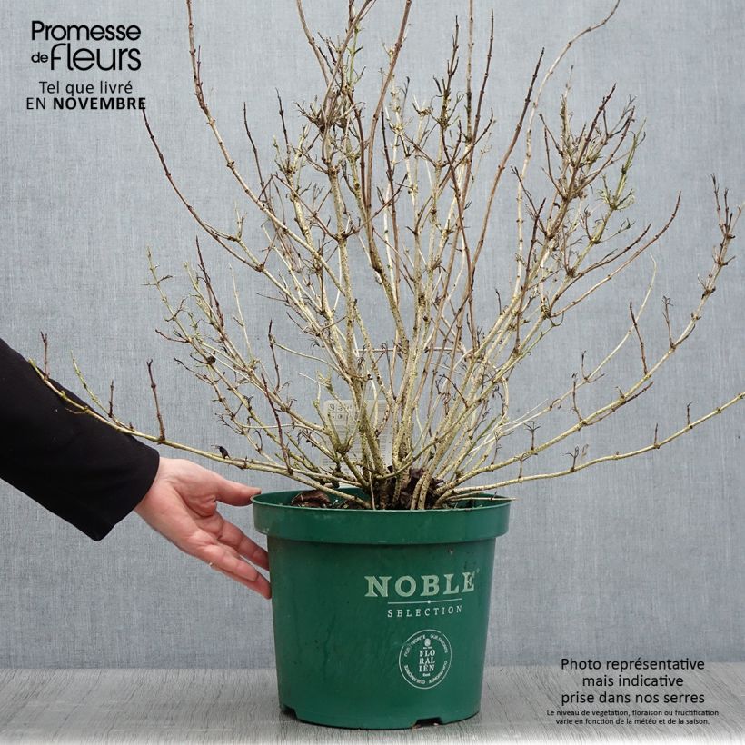 Weigela Ebony and Ivory 7.5L/10L pot sample as delivered in autumn
