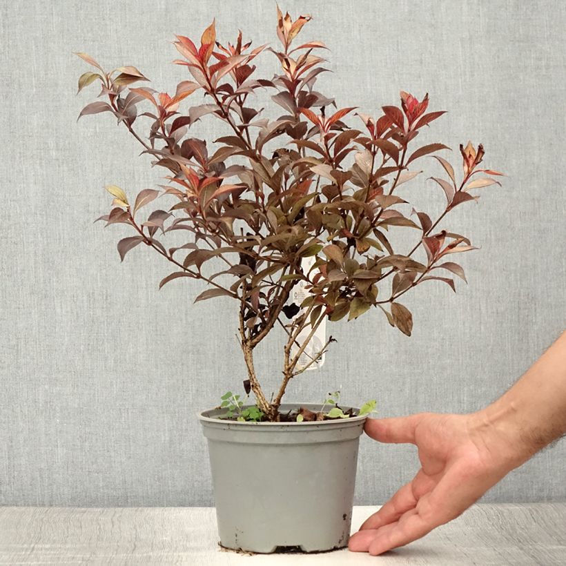 Weigela florida Foliis Purpureis 2L/3L pot sample as delivered in summer