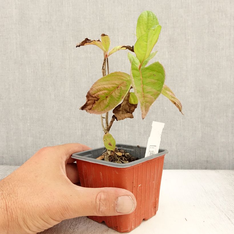 Weigela florida Lime Monster - Godet de 8/9 cm sample as delivered in summer