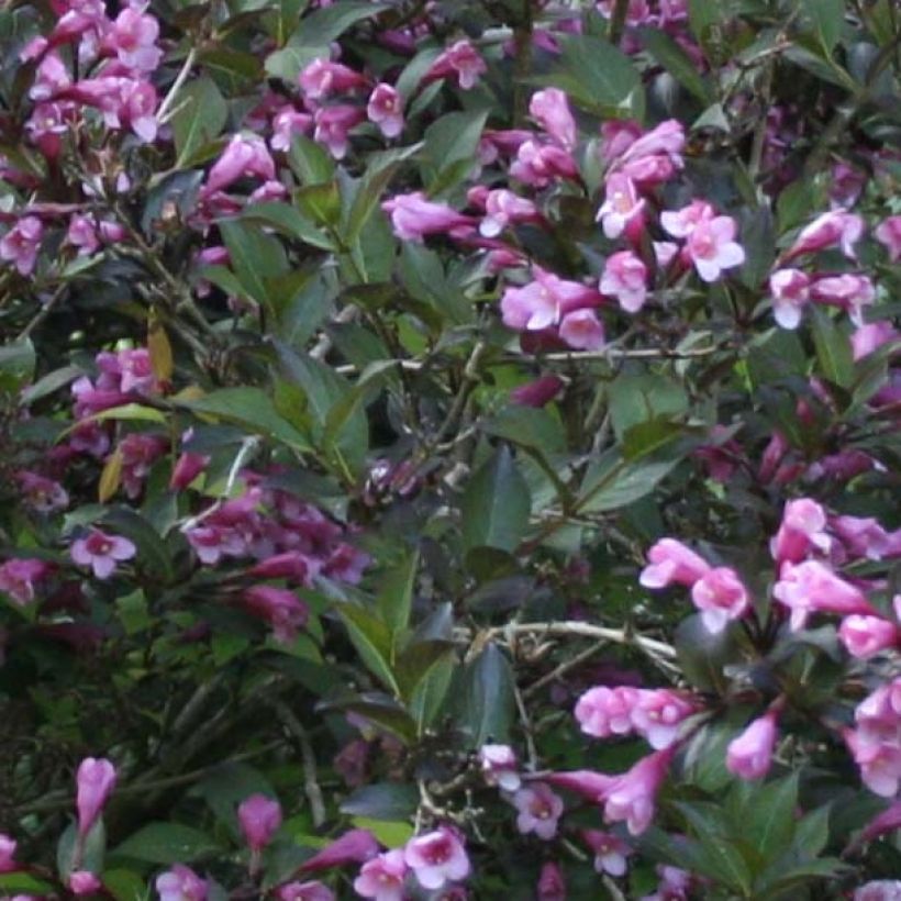 Weigela florida Nana Purpurea (Foliage)