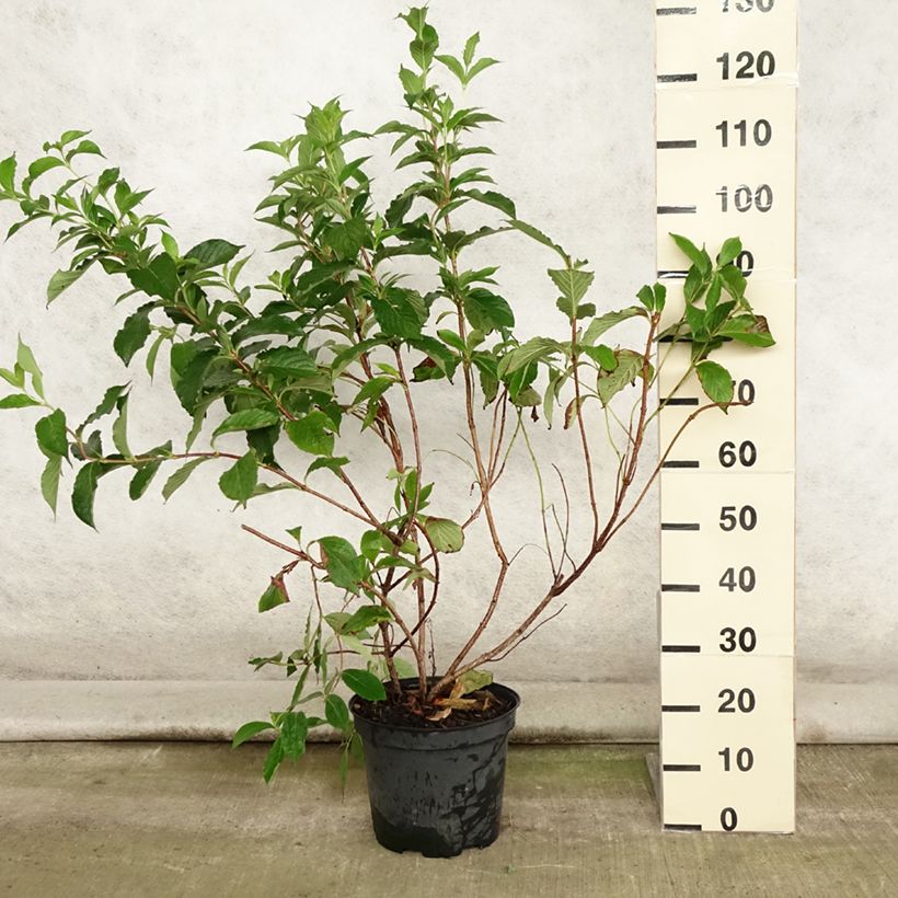 Weigela florida Rosea - Weigélia livré en pot de 7,5L/10L sample as delivered in summer